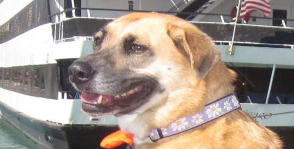 NALA cruises the Chicago River