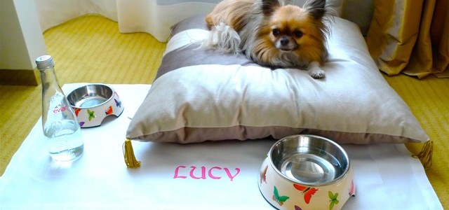 Mandarin Oriental Paris personalizes pet service