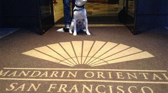 Milo goes from SPCA to Mandarin Oriental SF