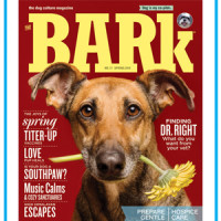 Bon Voyage: The Dog Lover’s Guide to Travel