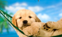 These Pet-Friendly Vacation Home Rankings By State Might Surprise You