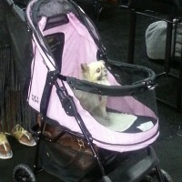 Strolling at SuperZoo 2014