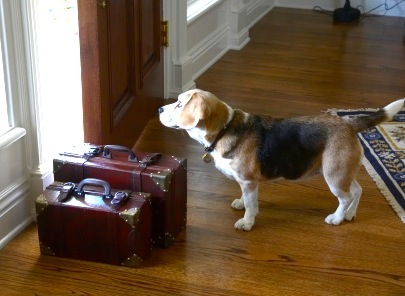Rosewood Sand Hill invites prestigious pets