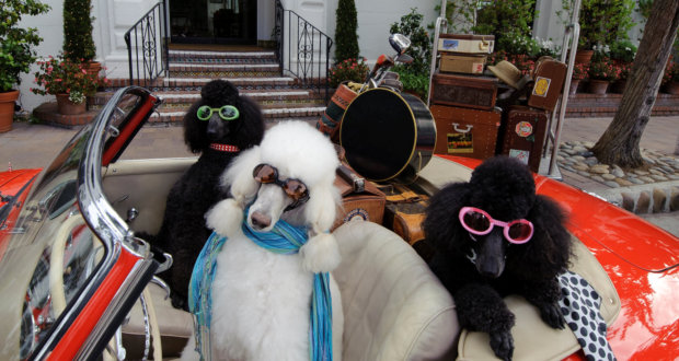 Carmel-by-the-Sea’s Cypress Inn Puppy Love Package