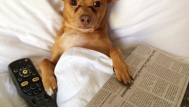 Park Hyatt New York becomes Bark Hyatt with new pup program