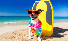 The Jet Set Pets Named To “Top 20 Pet Bloggers of 2015” List