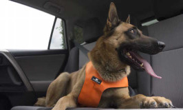 Sleepypod Pet Harness Brings Crash Protection to Extra Large Dogs