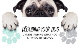Decoding your dog: What is Fido trying to tell you?