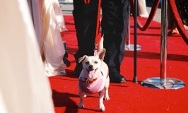 WineaPAWlooza 2015 raises $750,000 for animal rescue charity