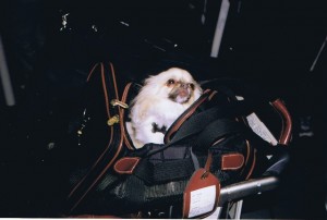 lucy-luggage-cart