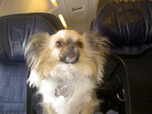 lucy_airplane
